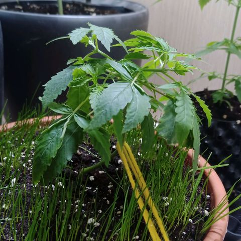 Unknown Mist #1 growlog timeline photo