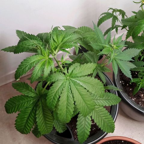 Royal Bluematic  growlog timeline photo