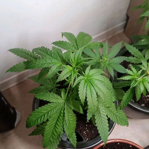 Royal Bluematic  growlog timeline photo