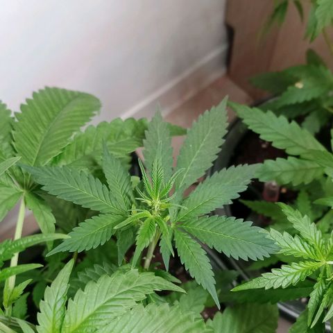Royal Bluematic  growlog timeline photo