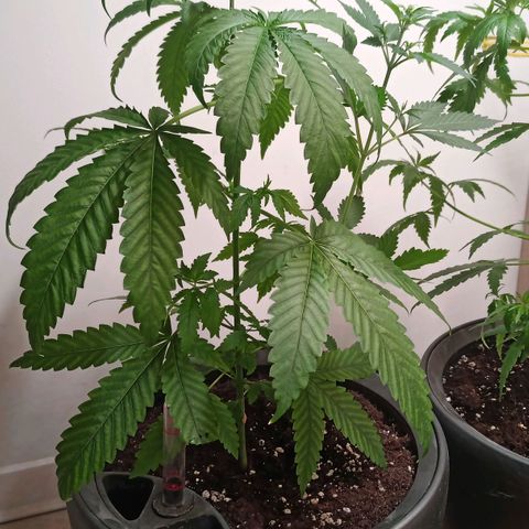 Royal Bluematic  growlog timeline photo