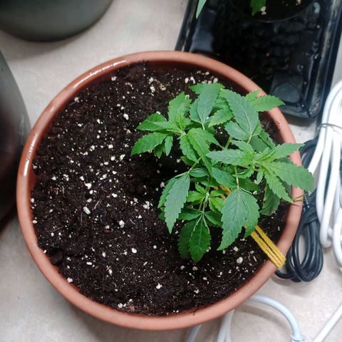 Unknown Mist #1 growlog timeline photo