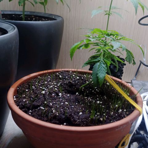 Unknown Mist #1 growlog timeline photo