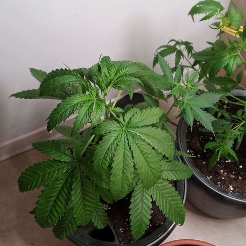 Royal Bluematic  growlog timeline photo