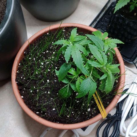 Unknown Mist #1 growlog timeline photo