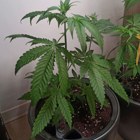 Royal Bluematic  growlog timeline photo