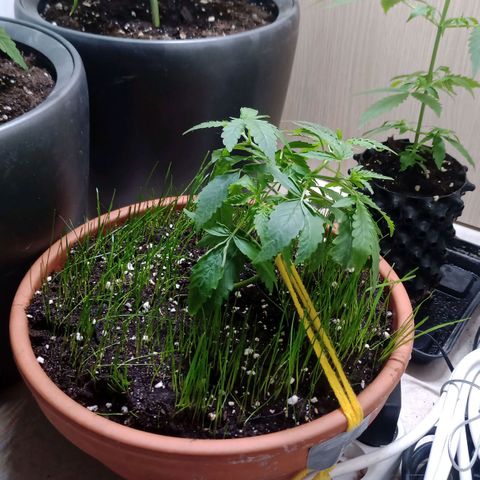 Unknown Mist #1 growlog timeline photo