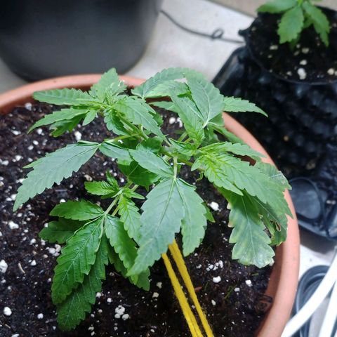 Unknown Mist #1 growlog timeline photo
