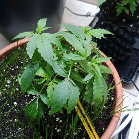 Unknown Mist #1 growlog timeline photo