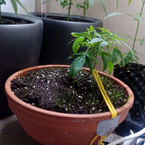 Unknown Mist #1 growlog timeline photo