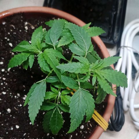 Unknown Mist #1 growlog timeline photo