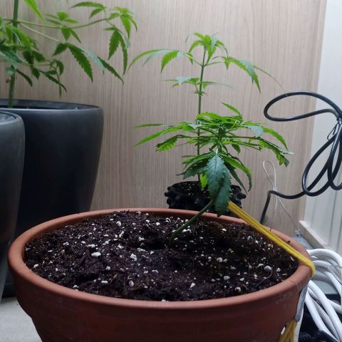 Unknown Mist #1 growlog timeline photo