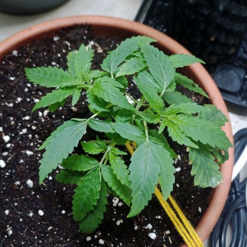 Unknown Mist #1 growlog timeline photo