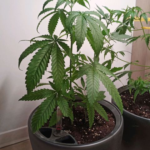Royal Bluematic  growlog timeline photo