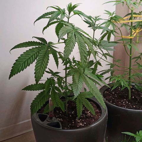 Royal Bluematic  growlog timeline photo