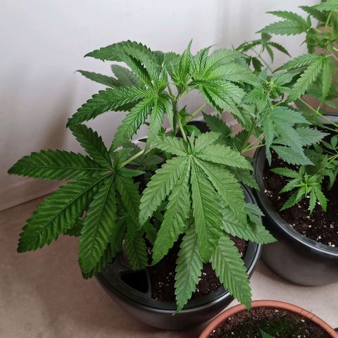 Royal Bluematic  growlog timeline photo