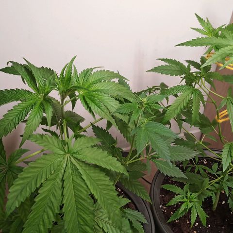 Royal Bluematic  growlog timeline photo