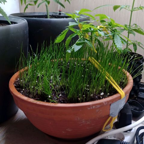 Unknown Mist #1 growlog timeline photo