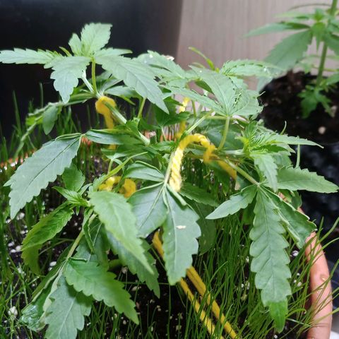 Unknown Mist #1 growlog timeline photo