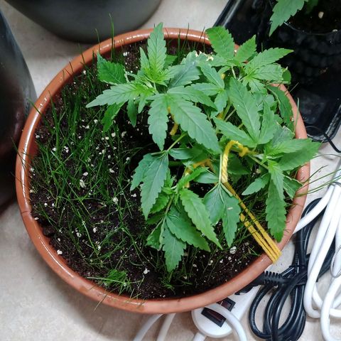 Unknown Mist #1 growlog timeline photo