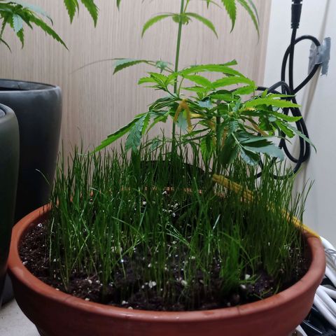 Unknown Mist #1 growlog timeline photo