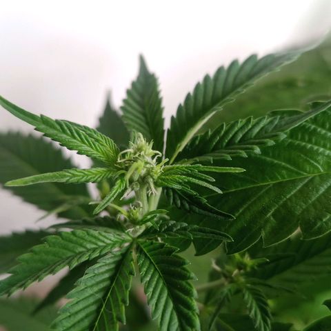 Royal Bluematic  growlog timeline photo