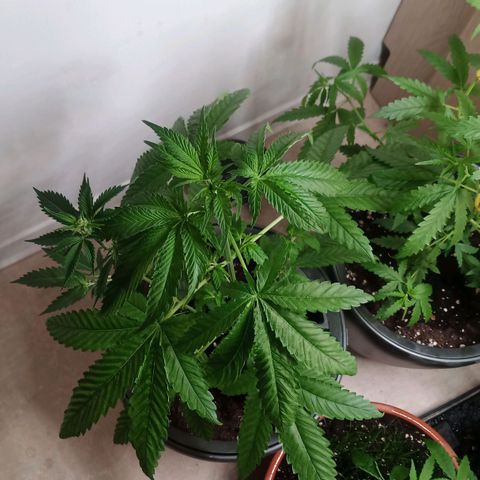 Royal Bluematic  growlog timeline photo
