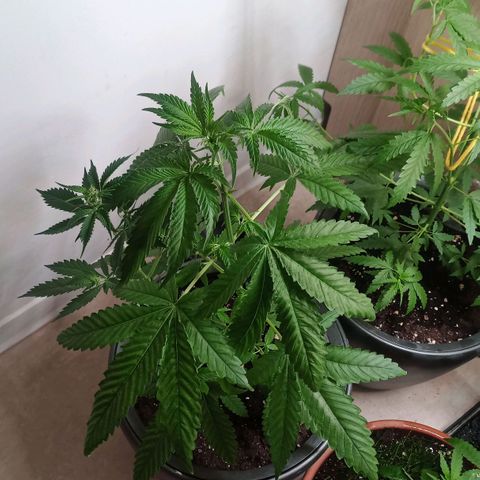 Royal Bluematic  growlog timeline photo