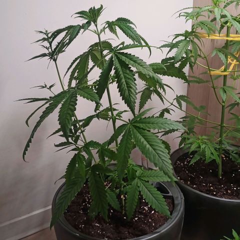 Royal Bluematic  growlog timeline photo