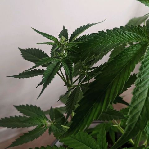 Royal Bluematic  growlog timeline photo
