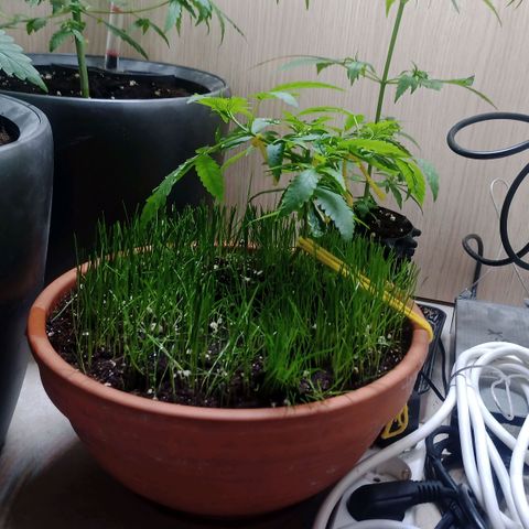 Unknown Mist #1 growlog timeline photo