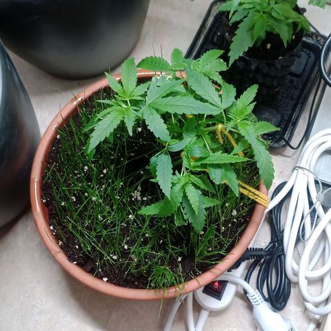 Unknown Mist #1 growlog timeline photo