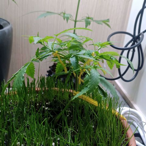 Unknown Mist #1 growlog timeline photo