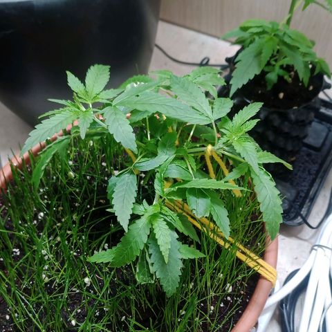 Unknown Mist #1 growlog timeline photo