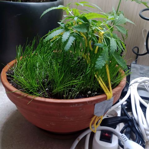 Unknown Mist #1 growlog timeline photo