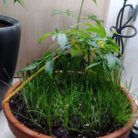 Unknown Mist #1 growlog timeline photo