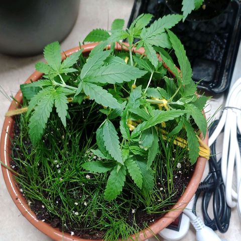 Unknown Mist #1 growlog timeline photo