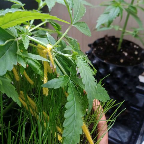 Unknown Mist #1 growlog photo: Seitensträmme runtergebunden 