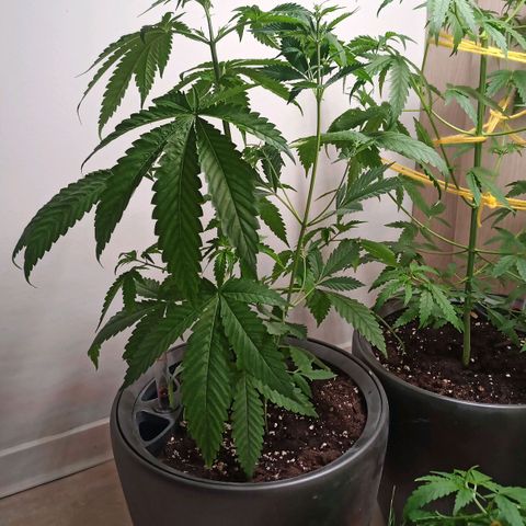 Royal Bluematic  growlog timeline photo