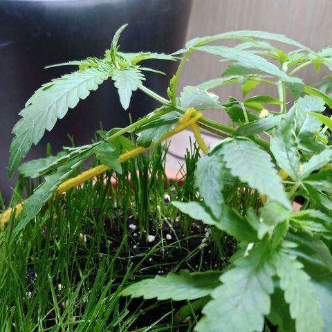 Unknown Mist #1 growlog photo: Seitensträmme runtergebunden 
