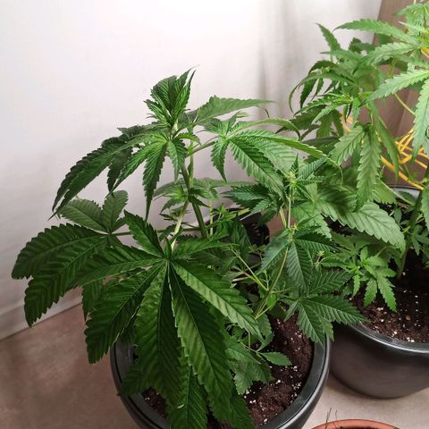 Royal Bluematic  growlog timeline photo