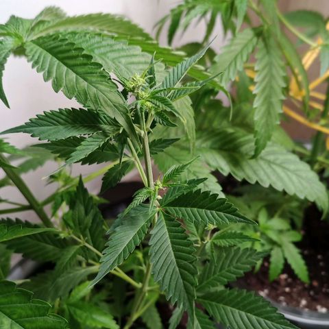 Royal Bluematic  growlog timeline photo
