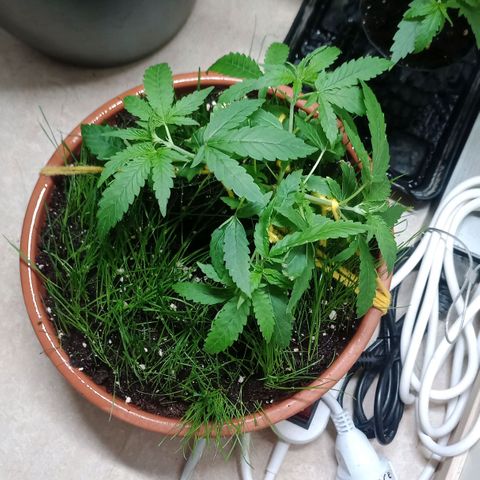 Unknown Mist #1 growlog timeline photo