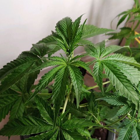 Royal Bluematic  growlog timeline photo