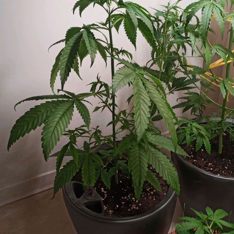 Royal Bluematic  growlog timeline photo