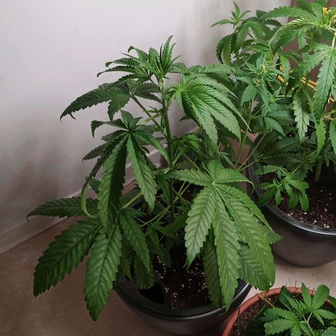 Royal Bluematic  growlog timeline photo