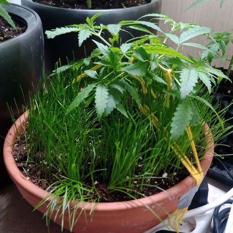 Unknown Mist #1 growlog timeline photo