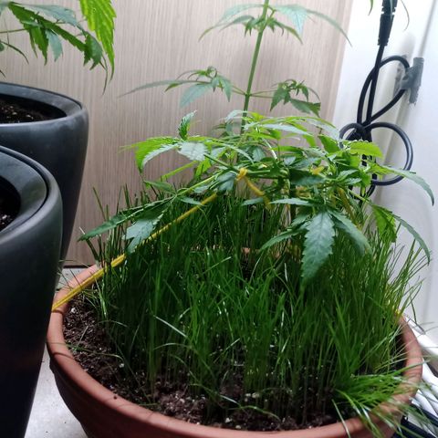 Unknown Mist #1 growlog timeline photo