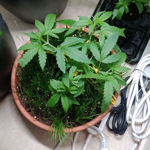 Unknown Mist #1 growlog timeline photo