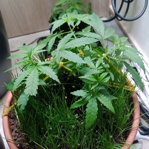 Unknown Mist #1 growlog timeline photo